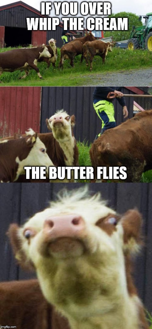 Bad pun cow  | IF YOU OVER WHIP THE CREAM; THE BUTTER FLIES | image tagged in bad pun cow | made w/ Imgflip meme maker