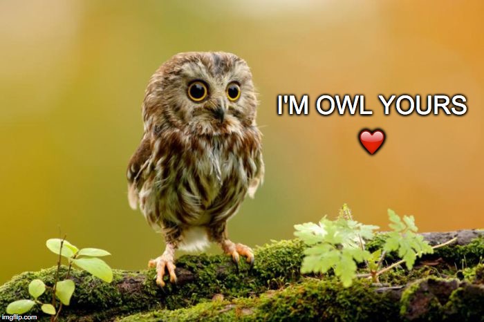 Whoo loves you, Baby? | I'M OWL YOURS; ❤️ | image tagged in janey mack meme,funny,flirt,i'm owl yours | made w/ Imgflip meme maker