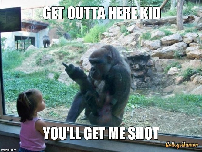 GORILLAS IN THE CROSSHAIRS | GET OUTTA HERE KID; YOU'LL GET ME SHOT | image tagged in gorilla flipping bird,zoo,kids,don't shoot | made w/ Imgflip meme maker