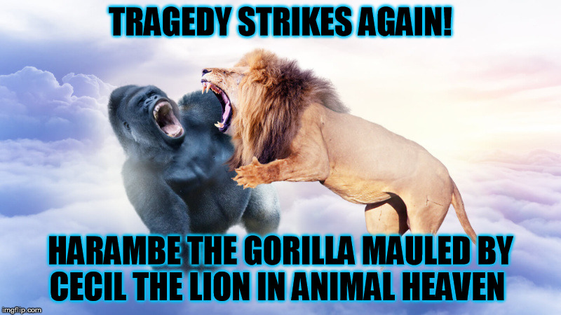 This guy can't catch a break | TRAGEDY STRIKES AGAIN! HARAMBE THE GORILLA MAULED BY CECIL THE LION IN ANIMAL HEAVEN | image tagged in harambe,cecil the lion,cincinnati zoo | made w/ Imgflip meme maker