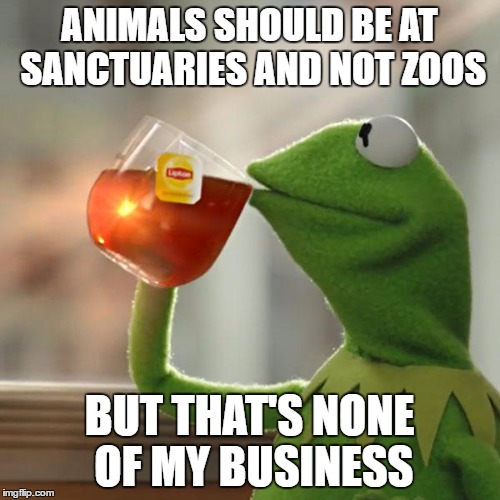 But That's None Of My Business Meme | ANIMALS SHOULD BE AT SANCTUARIES AND NOT ZOOS BUT THAT'S NONE OF MY BUSINESS | image tagged in memes,but thats none of my business,kermit the frog | made w/ Imgflip meme maker