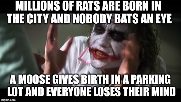 And everybody loses their minds | MILLIONS OF RATS ARE BORN IN THE CITY AND NOBODY BATS AN EYE; A MOOSE GIVES BIRTH IN A PARKING LOT AND EVERYONE LOSES THEIR MIND | image tagged in memes,and everybody loses their minds | made w/ Imgflip meme maker