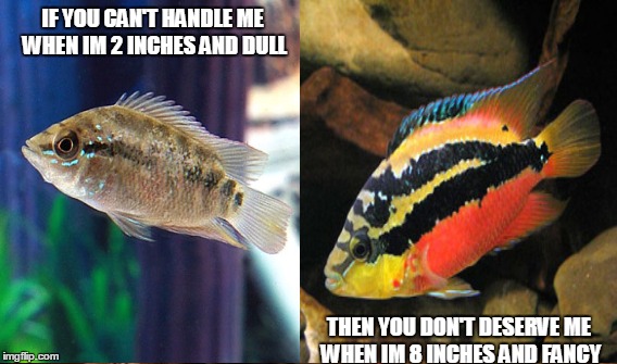 Salvini | IF YOU CAN'T HANDLE ME WHEN IM 2 INCHES AND DULL; THEN YOU DON'T DESERVE ME WHEN IM 8 INCHES AND FANCY | image tagged in fish tank | made w/ Imgflip meme maker