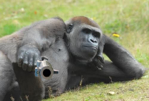 High Quality Gorilla with a gun Blank Meme Template