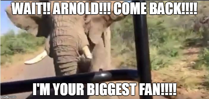 WAIT!! ARNOLD!!! COME BACK!!!! I'M YOUR BIGGEST FAN!!!! | image tagged in arnold's biggest fan an elephant | made w/ Imgflip meme maker