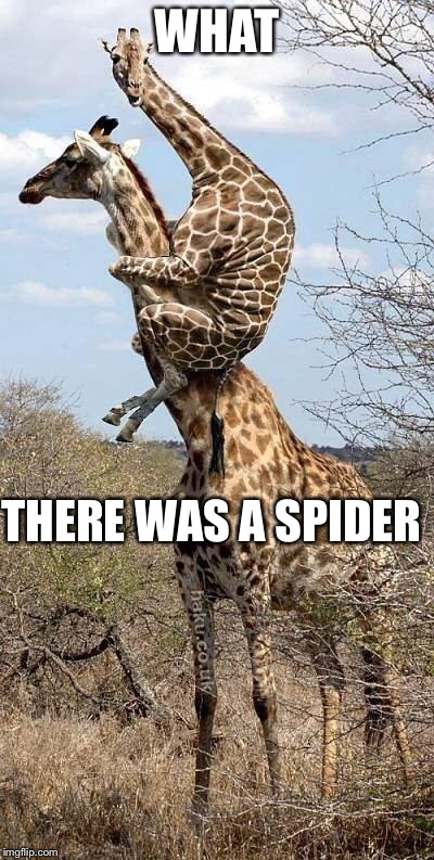 Funny Giraffe | WHAT; THERE WAS A SPIDER | image tagged in funny giraffe | made w/ Imgflip meme maker