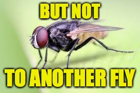 BUT NOT TO ANOTHER FLY | made w/ Imgflip meme maker