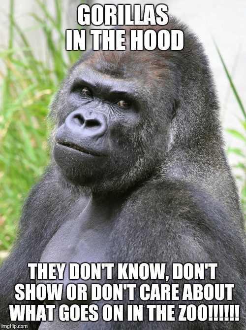 Hot Gorilla  | GORILLAS IN THE HOOD; THEY DON'T KNOW, DON'T SHOW OR DON'T CARE ABOUT WHAT GOES ON IN THE ZOO!!!!!! | image tagged in hot gorilla | made w/ Imgflip meme maker