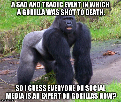 Gorilla |  A SAD AND TRAGIC EVENT IN WHICH A GORILLA WAS SHOT TO DEATH. SO I GUESS EVERYONE ON SOCIAL MEDIA IS AN EXPERT ON GORILLAS NOW? | image tagged in gorilla | made w/ Imgflip meme maker