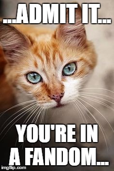 I can stare into your soul | ...ADMIT IT... YOU'RE IN A FANDOM... | image tagged in cat | made w/ Imgflip meme maker