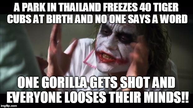 And everybody loses their minds | A PARK IN THAILAND FREEZES 40 TIGER CUBS AT BIRTH AND NO ONE SAYS A WORD; ONE GORILLA GETS SHOT AND EVERYONE LOOSES THEIR MINDS!! | image tagged in memes,and everybody loses their minds,AdviceAnimals | made w/ Imgflip meme maker