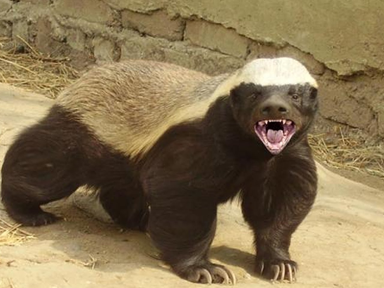 Honey Badger Blank Meme Template