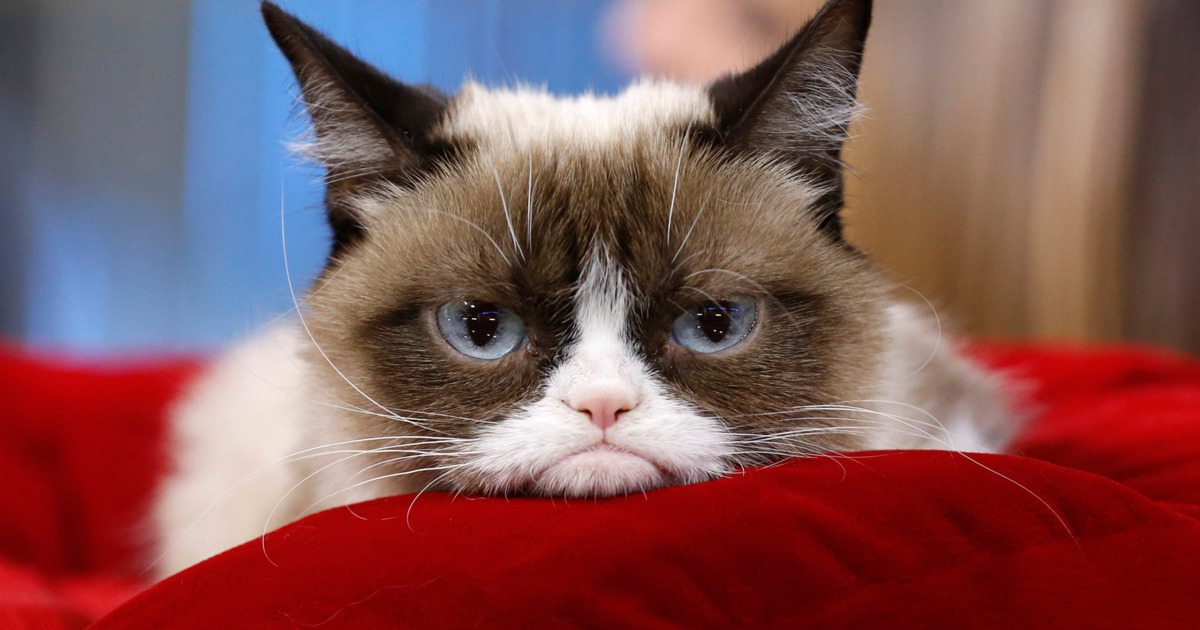 High Quality Grumpy Cat Thanks Alot Blank Meme Template