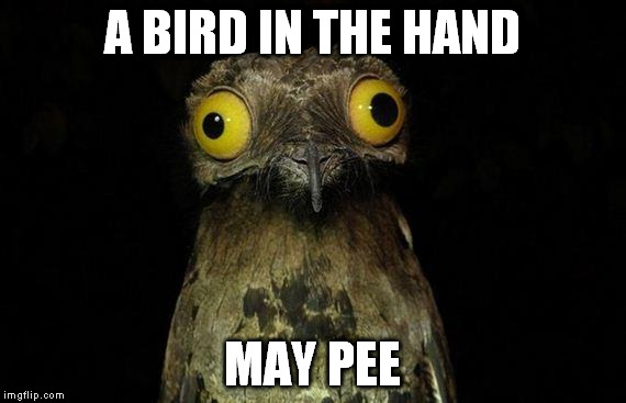 Weird Stuff I Do Potoo | A BIRD IN THE HAND; MAY PEE | image tagged in memes,weird stuff i do potoo | made w/ Imgflip meme maker