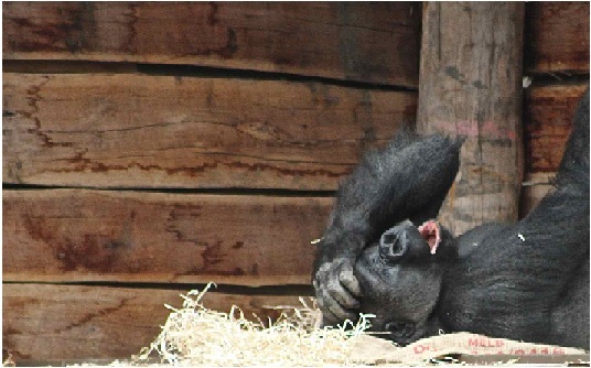 relieved gorilla Blank Meme Template