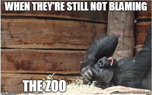 relieved gorilla |  WHEN THEY'RE STILL NOT BLAMING; THE ZOO | image tagged in relieved gorilla | made w/ Imgflip meme maker