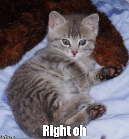 Cute_Thomas_Kitten | Right oh | image tagged in cute_thomas_kitten | made w/ Imgflip meme maker