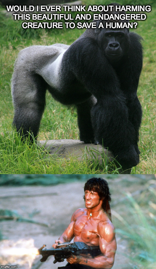 I love animals. And all life is scared and serves a purpose.  HOWEVER...Human life over animals.  | WOULD I EVER THINK ABOUT HARMING THIS BEAUTIFUL AND ENDANGERED CREATURE TO SAVE A HUMAN? | image tagged in cincinnati,zoo,child,gorilla,rambo,human | made w/ Imgflip meme maker