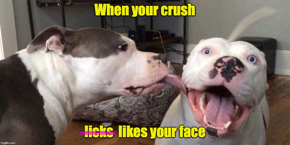 Sometimes it's a complete surprise | When your crush; licks  likes your face | image tagged in dogs,lick,crush | made w/ Imgflip meme maker