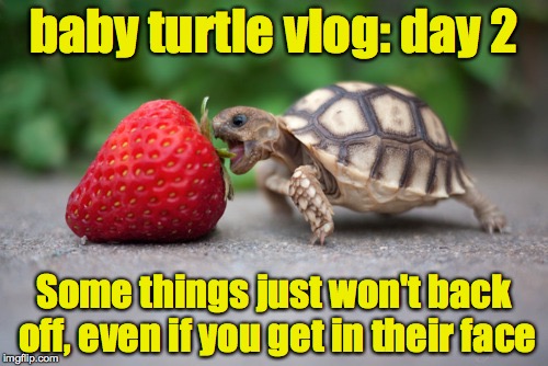 Remember, Strawberries are friends, not food | baby turtle vlog: day 2; Some things just won't back off, even if you get in their face | image tagged in baby turtle,strawberry | made w/ Imgflip meme maker