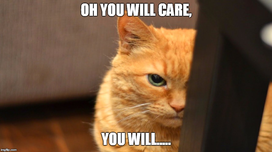 OH YOU WILL CARE, YOU WILL..... | image tagged in plotting cat,make you care,evil cat | made w/ Imgflip meme maker
