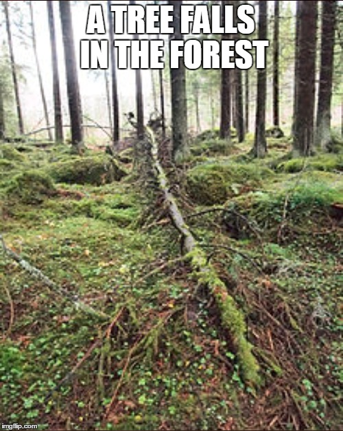 A TREE FALLS IN THE FOREST | made w/ Imgflip meme maker