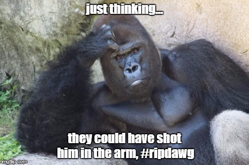  just thinking... they could have shot him in the arm, #ripdawg | image tagged in harambe | made w/ Imgflip meme maker