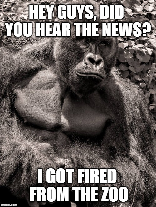 Harambe got fired! | HEY GUYS, DID YOU HEAR THE NEWS? I GOT FIRED FROM THE ZOO | image tagged in harambe,shot,fired,zoo,incident,bad parenting | made w/ Imgflip meme maker