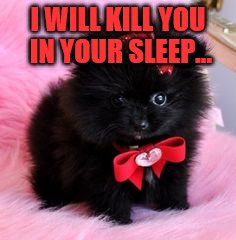 I WILL KILL YOU IN YOUR SLEEP... | image tagged in funny,cute | made w/ Imgflip meme maker