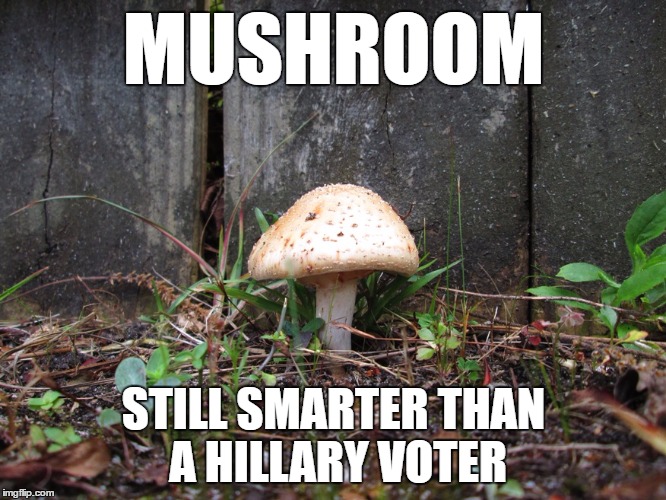 mushroom | MUSHROOM; STILL SMARTER THAN A HILLARY VOTER | image tagged in mushroom,hillary clinton,hillary,bernie or hillary,bernie,donald trump | made w/ Imgflip meme maker