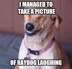 funny dog | I MANAGED TO TAKE A PICTURE; OF RAYDOG LAUGHING | image tagged in funny dog | made w/ Imgflip meme maker