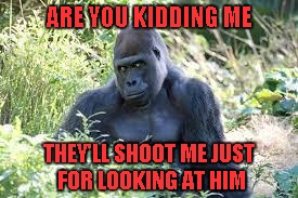 ARE YOU KIDDING ME THEY'LL SHOOT ME JUST FOR LOOKING AT HIM | made w/ Imgflip meme maker