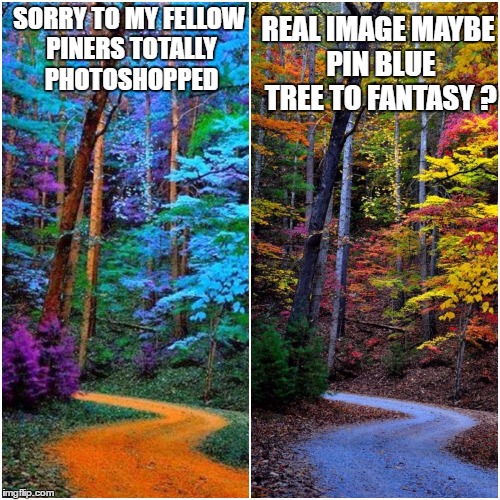 REAL IMAGE MAYBE PIN BLUE TREE TO FANTASY ? SORRY TO MY FELLOW PINERS TOTALLY PHOTOSHOPPED | image tagged in blue,trees,photoshopped,real,image | made w/ Imgflip meme maker