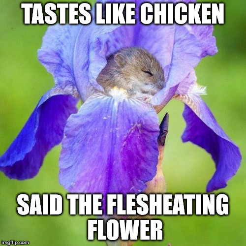mousetrap | TASTES LIKE CHICKEN; SAID THE FLESHEATING FLOWER | image tagged in mouse,cute,death,flower,sleep,rip | made w/ Imgflip meme maker