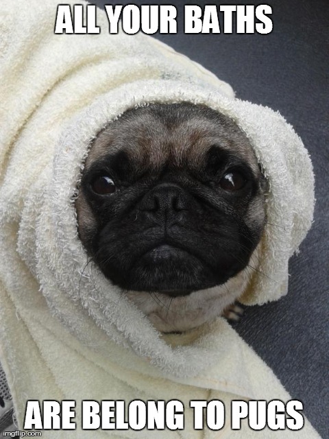 image tagged in bath pug,dogs,cute,pugs | made w/ Imgflip meme maker