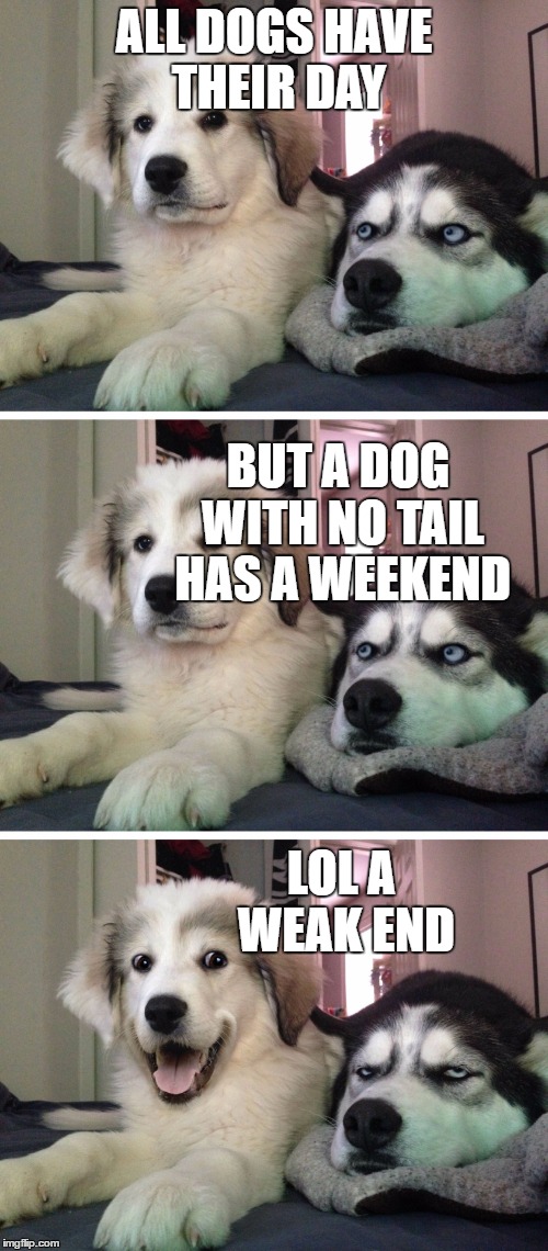 Bad pun dogs | ALL DOGS HAVE THEIR DAY; BUT A DOG WITH NO TAIL HAS A WEEKEND; LOL A WEAK END | image tagged in bad pun dogs | made w/ Imgflip meme maker