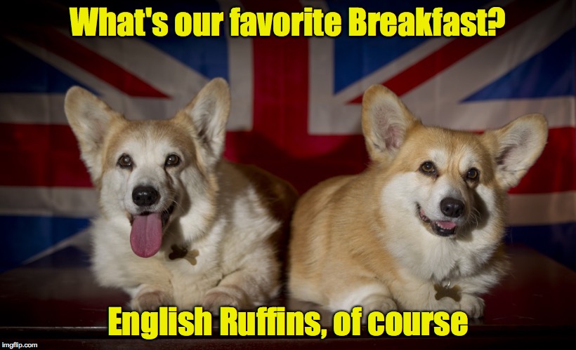 Oh, those Royals | What's our favorite Breakfast? English Ruffins, of course | image tagged in corgi,english breakfast | made w/ Imgflip meme maker