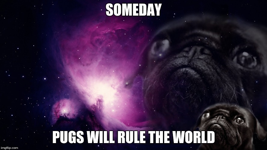 pugs will rule the world | SOMEDAY; PUGS WILL RULE THE WORLD | image tagged in memes,pugs,rule the world,funny | made w/ Imgflip meme maker