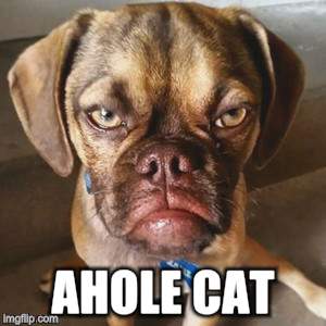 AHOLE CAT | made w/ Imgflip meme maker
