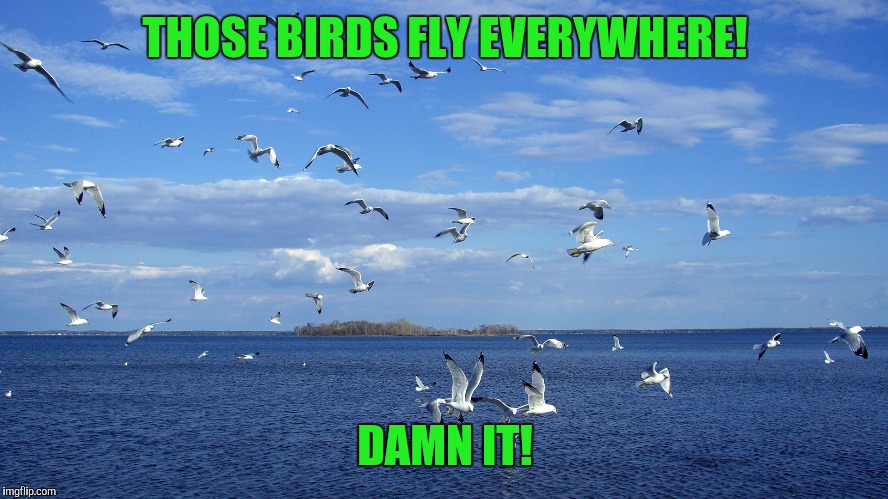THOSE BIRDS FLY EVERYWHERE! DAMN IT! | made w/ Imgflip meme maker
