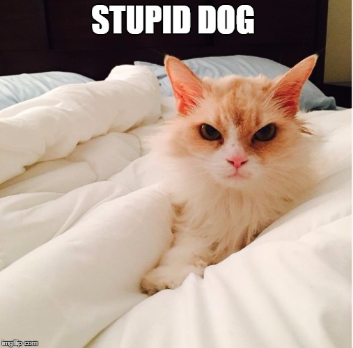 mean and grumpy cat  | STUPID DOG | image tagged in mean and grumpy cat | made w/ Imgflip meme maker