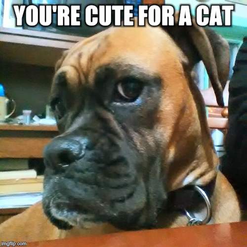 YOU'RE CUTE FOR A CAT | made w/ Imgflip meme maker
