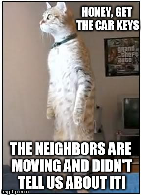 nosy cat standing | HONEY, GET THE CAR KEYS; THE NEIGHBORS ARE MOVING AND DIDN'T TELL US ABOUT IT! | image tagged in nosy cat standing | made w/ Imgflip meme maker