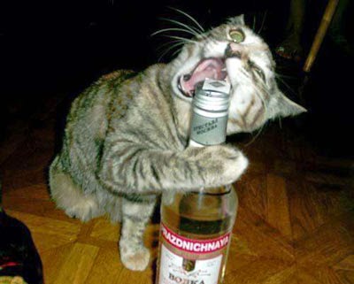 cat opening liquor bottle with mouth Blank Meme Template