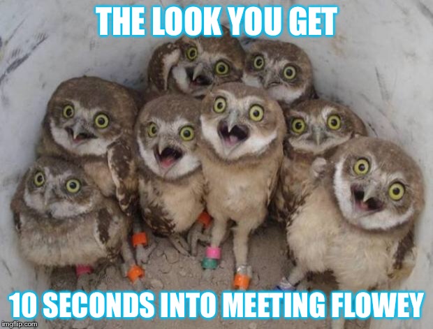 Excited Owls | THE LOOK YOU GET; 10 SECONDS INTO MEETING FLOWEY | image tagged in excited owls | made w/ Imgflip meme maker