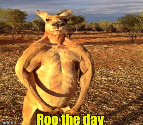 Roo the day | made w/ Imgflip meme maker