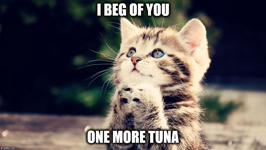 one more... | I BEG OF YOU; ONE MORE TUNA | image tagged in one more | made w/ Imgflip meme maker