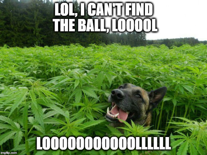 Dude, where's my ball? | LOL, I CAN'T FIND THE BALL, LOOOOL; LOOOOOOOOOOOLLLLLL | image tagged in high,dog | made w/ Imgflip meme maker