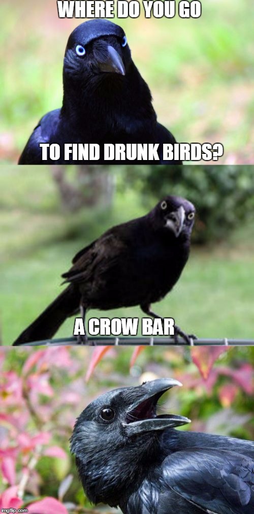 bad pun crow | WHERE DO YOU GO; TO FIND DRUNK BIRDS? A CROW BAR | image tagged in bad pun crow | made w/ Imgflip meme maker