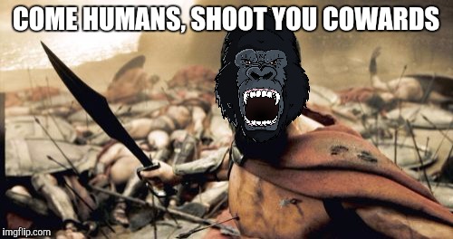 Gortilla in his last moments  | COME HUMANS, SHOOT YOU COWARDS | image tagged in memes,sparta leonidas | made w/ Imgflip meme maker